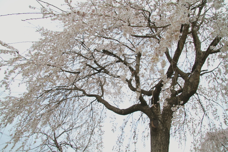 荒川沿いの道に桜が咲き始めた - 2019年桜・秩父鉄道 -_b0190710_22270054.jpg