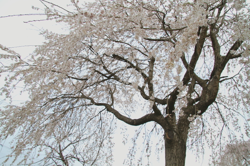 荒川沿いの道に桜が咲き始めた　- 2019年桜・秩父鉄道 -_b0190710_22270054.jpg