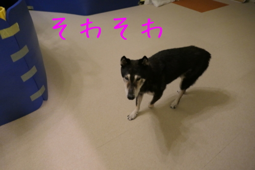 f0369014_10045911.jpg