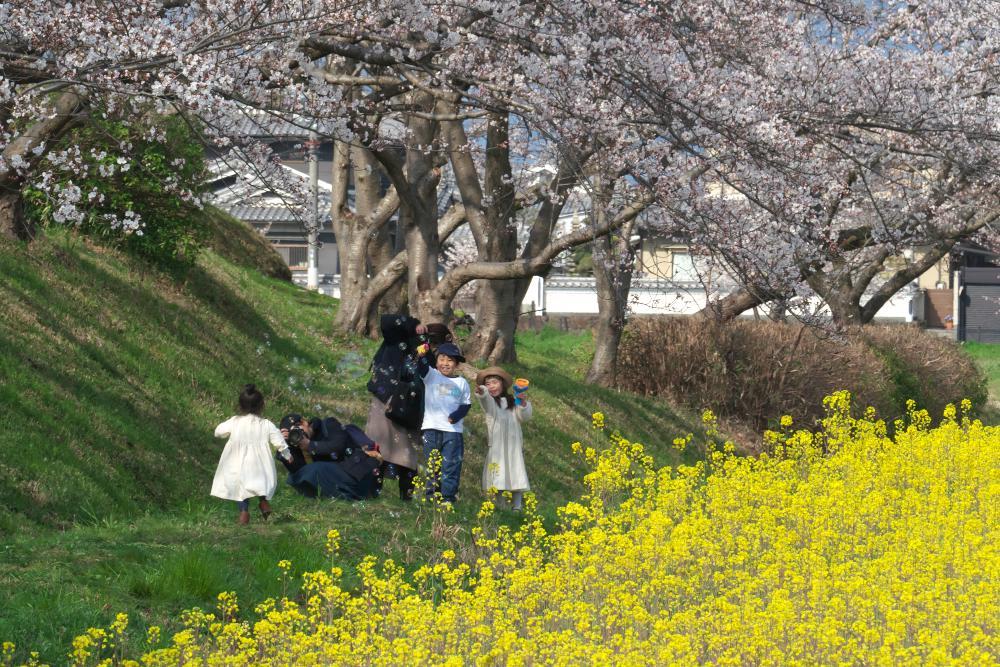 　藤原宮跡　桜と菜の花畑_b0408917_12151105.jpg