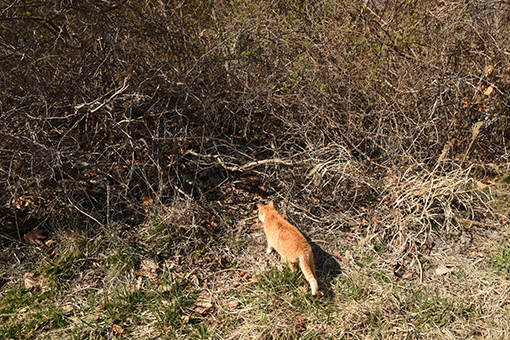 灯台猫たち2019.03.29(3)_b0259218_22060142.jpg