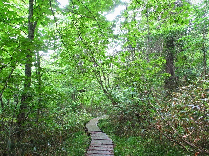 尾瀬　霧の燧ヶ岳と尾瀬沼に咲く花たち　　　　　Hiuchigatake and Ozenuma in Oze National Park_f0308721_17170118.jpg