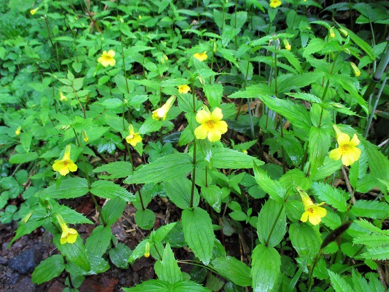 尾瀬　霧の燧ヶ岳と尾瀬沼に咲く花たち　　　　　Hiuchigatake and Ozenuma in Oze National Park_f0308721_17214117.jpg