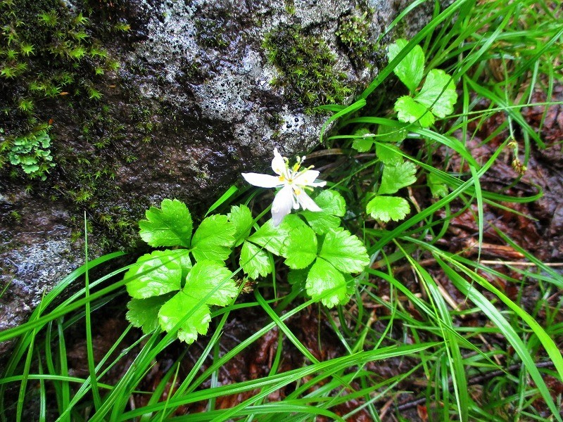 尾瀬　霧の燧ヶ岳と尾瀬沼に咲く花たち　　　　　Hiuchigatake and Ozenuma in Oze National Park_f0308721_17220247.jpg