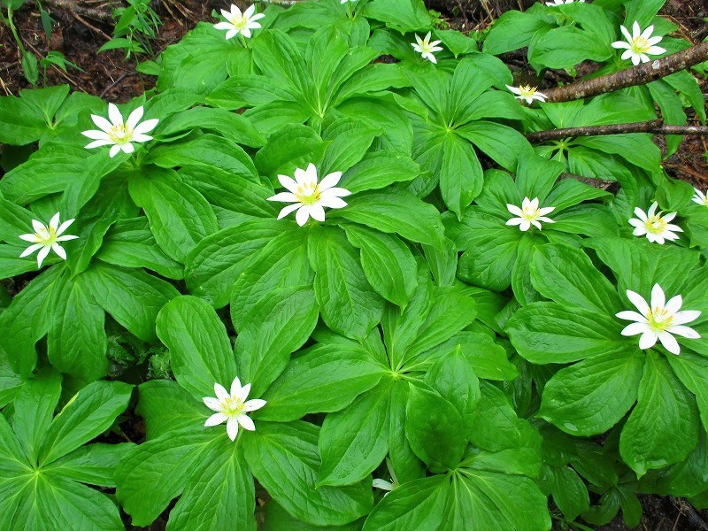 尾瀬　霧の燧ヶ岳と尾瀬沼に咲く花たち　　　　　Hiuchigatake and Ozenuma in Oze National Park_f0308721_17253961.jpg