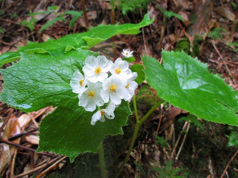 尾瀬　霧の燧ヶ岳と尾瀬沼に咲く花たち　　　　　Hiuchigatake and Ozenuma in Oze National Park_f0308721_17260775.jpg