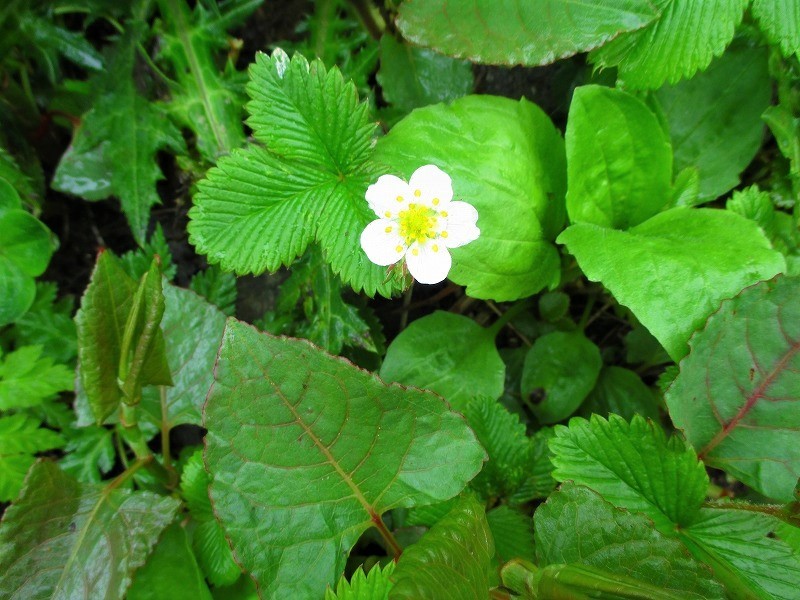 尾瀬　霧の燧ヶ岳と尾瀬沼に咲く花たち　　　　　Hiuchigatake and Ozenuma in Oze National Park_f0308721_17261902.jpg