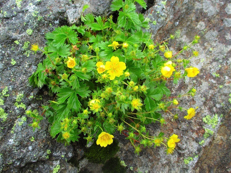 尾瀬　霧の燧ヶ岳と尾瀬沼に咲く花たち　　　　　Hiuchigatake and Ozenuma in Oze National Park_f0308721_17310872.jpg