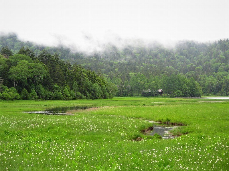 尾瀬　霧の燧ヶ岳と尾瀬沼に咲く花たち　　　　　Hiuchigatake and Ozenuma in Oze National Park_f0308721_17352788.jpg