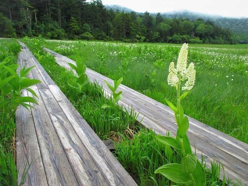 尾瀬　霧の燧ヶ岳と尾瀬沼に咲く花たち　　　　　Hiuchigatake and Ozenuma in Oze National Park_f0308721_17353666.jpg