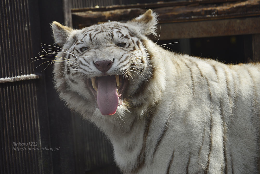 2019.3.31 宇都宮動物園☆ホワイトタイガーのシラナミ姫【White tiger】_f0250322_22251290.jpg