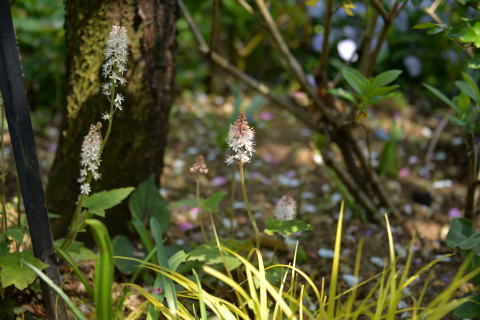 薔薇の咲いていないYEGへ_e0335926_21335910.jpg