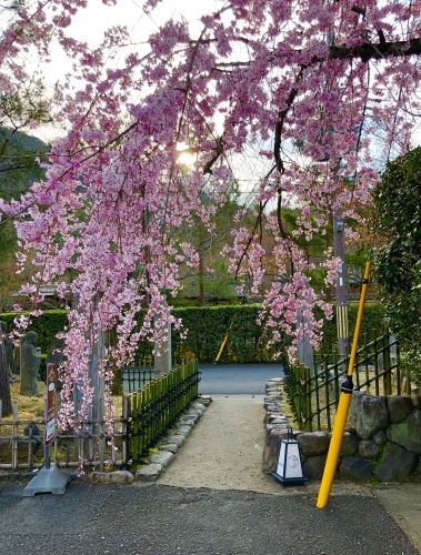 桜フィーバー続く。。。_a0197730_15035301.jpg