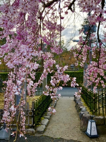 桜フィーバー続く。。。_a0197730_15042096.jpg