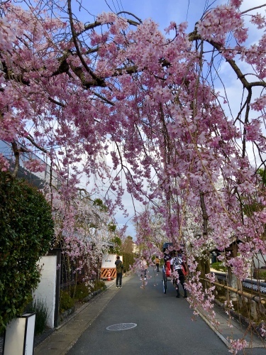 桜フィーバー続く。。。_a0197730_15042808.jpg