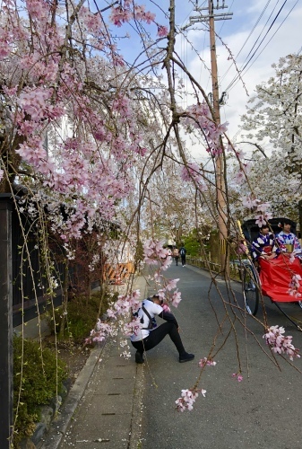 桜フィーバー続く。。。_a0197730_15045146.jpg