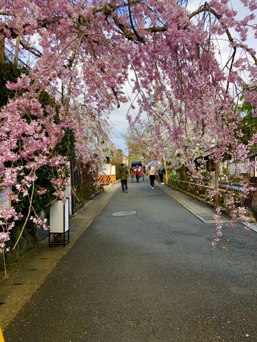 桜フィーバー続く。。。_a0197730_15060887.jpg