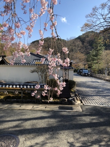 桜フィーバー続く。。。_a0197730_15062828.jpg