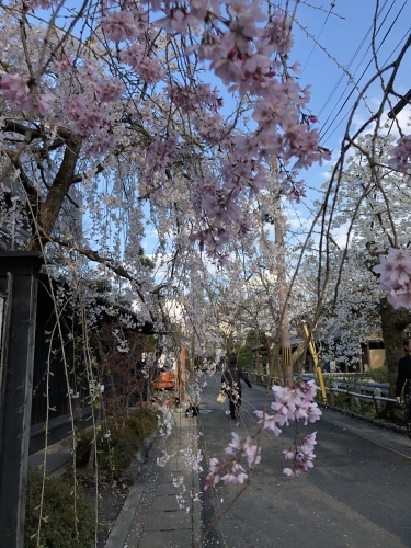 桜フィーバー続く。。。_a0197730_15073062.jpg