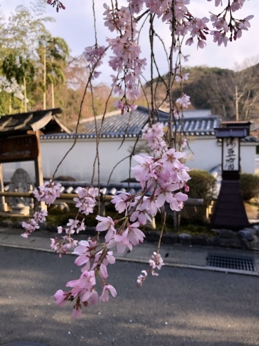 桜フィーバー続く。。。_a0197730_15082246.jpg