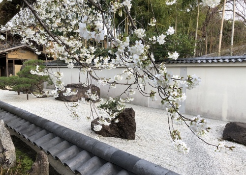 桜フィーバー続く。。。_a0197730_15132348.jpg