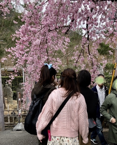 桜フィーバー続く。。。_a0197730_15135293.jpg