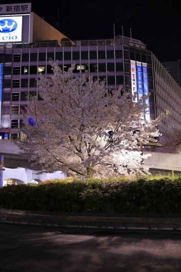 SAKURA_2019   ・・・新宿・・・_f0333031_05291714.jpg