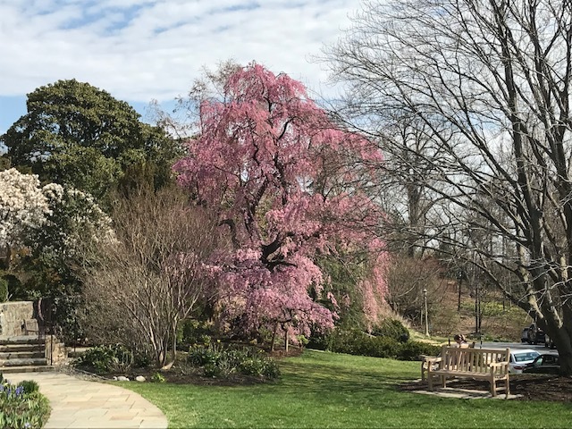 ワシントンD.C. 小さな庭園でお花見ランチ_d0269832_04015454.jpeg