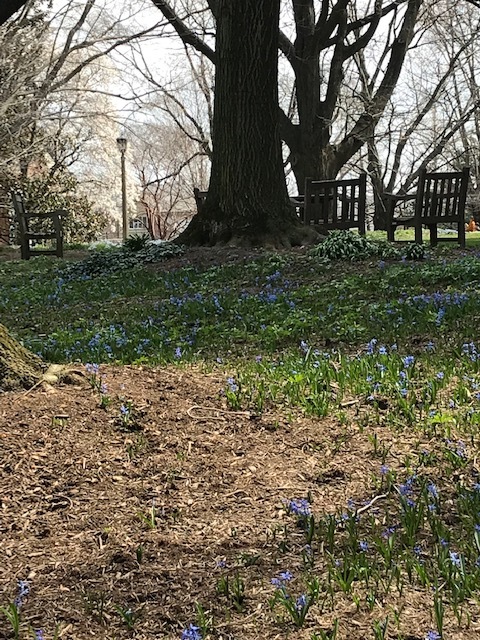 ワシントンD.C. 小さな庭園でお花見ランチ_d0269832_04062255.jpeg