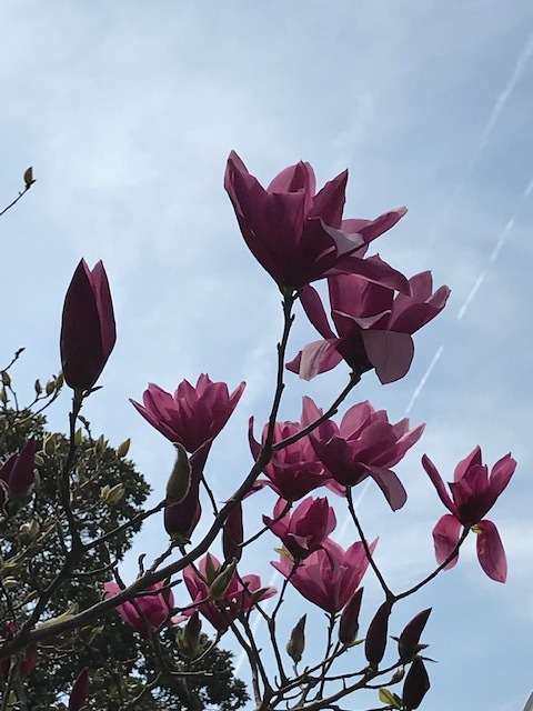 ワシントンD.C. 小さな庭園でお花見ランチ_d0269832_04071902.jpeg