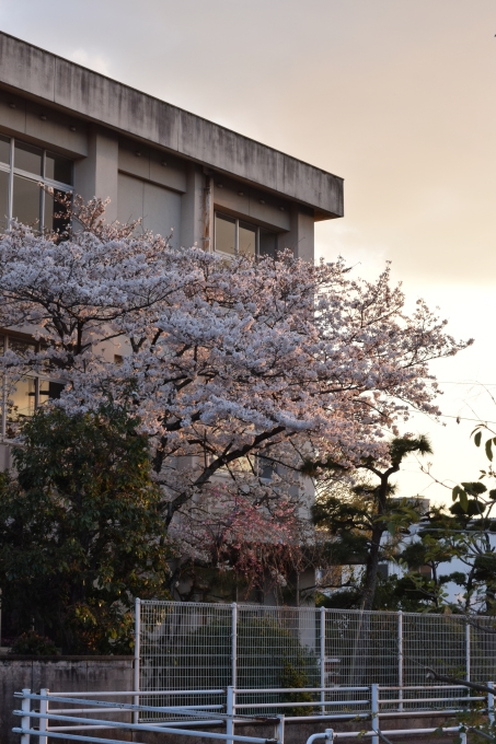 小学校の桜_a0228333_21333587.jpg