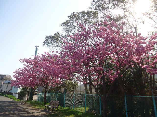 桜並木_d0380237_06454896.jpg