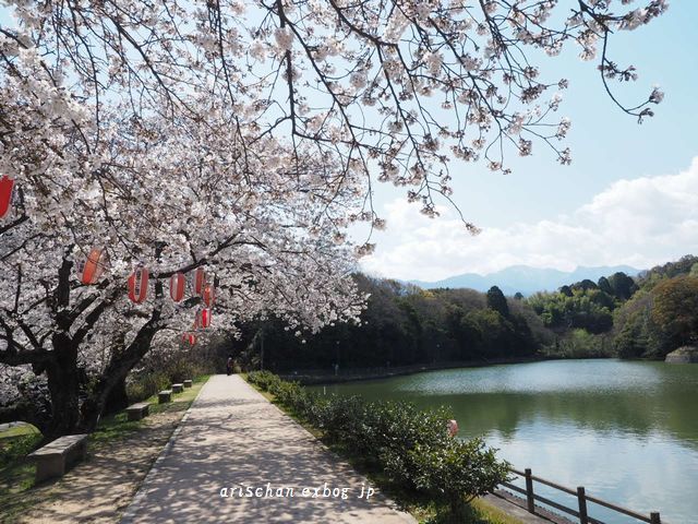 滝の宮公園の桜＠隣町の桜_f0295238_19034588.jpg