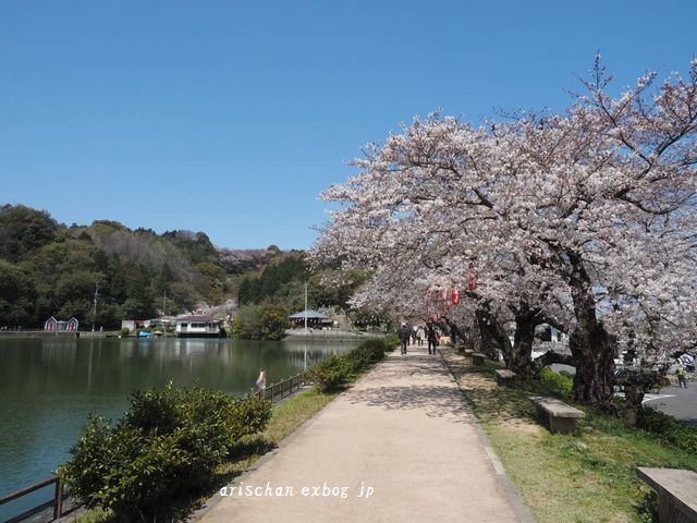 滝の宮公園の桜＠隣町の桜_f0295238_20234855.jpg