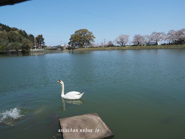 滝の宮公園の桜＠隣町の桜_f0295238_20245579.jpg