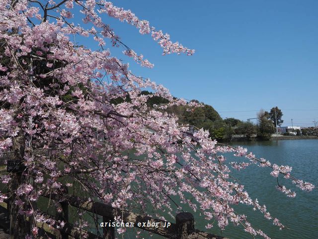 滝の宮公園の桜＠隣町の桜_f0295238_20271638.jpg
