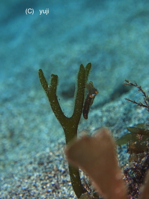 b0163039_16210145.jpg
