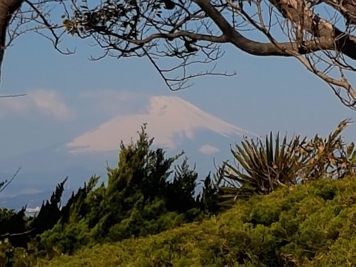 鎌倉山にも春が来た！。4/03_f0293042_23484591.jpg