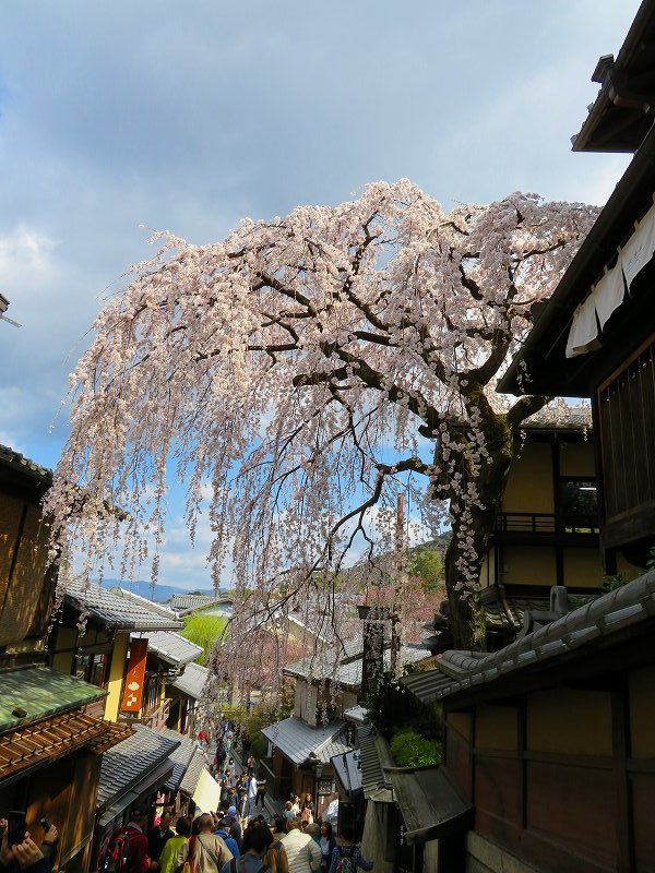 清水坂(二年坂・三年坂)と「枝垂れ桜」20190331_e0237645_17133208.jpg