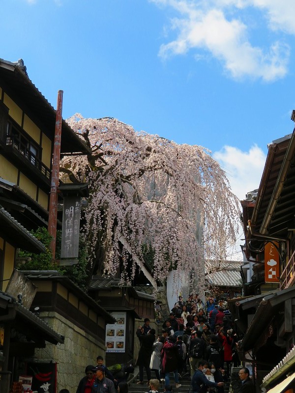 清水坂(二年坂・三年坂)と「枝垂れ桜」20190331_e0237645_17133245.jpg