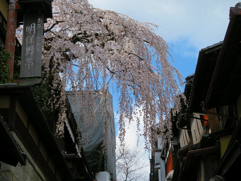 清水坂(二年坂・三年坂)と「枝垂れ桜」20190331_e0237645_17133263.jpg