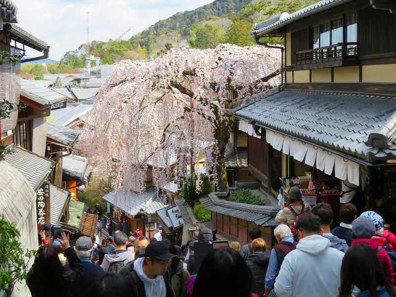 清水坂(二年坂・三年坂)と「枝垂れ桜」20190331_e0237645_17133276.jpg