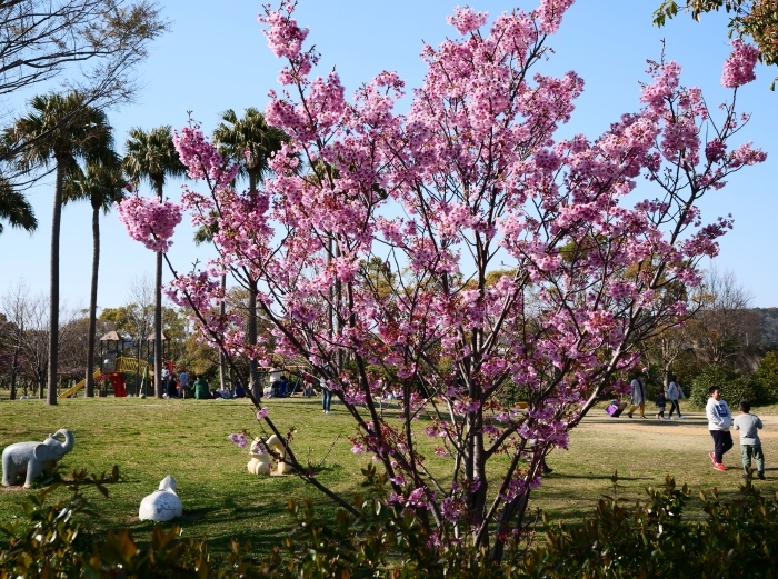 　　桜咲く河西公園　　２０１９-０４-０６　００：００ 　　_b0093754_23323512.jpg