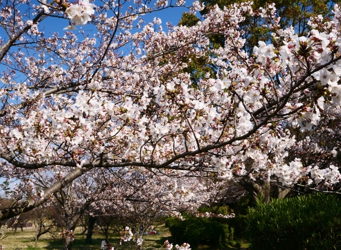 　　桜咲く河西公園　　２０１９-０４-０６　００：００ 　　_b0093754_23330115.jpg