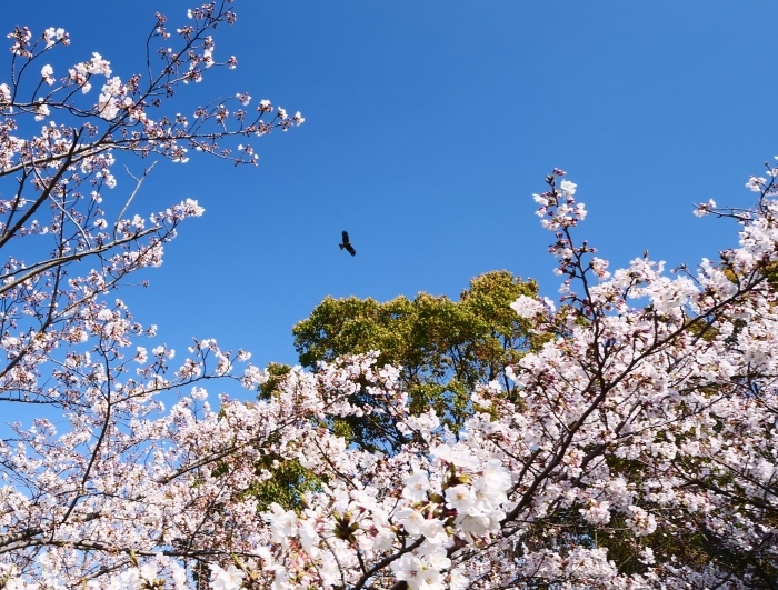 　　桜咲く河西公園　　２０１９-０４-０６　００：００ 　　_b0093754_23332721.jpg