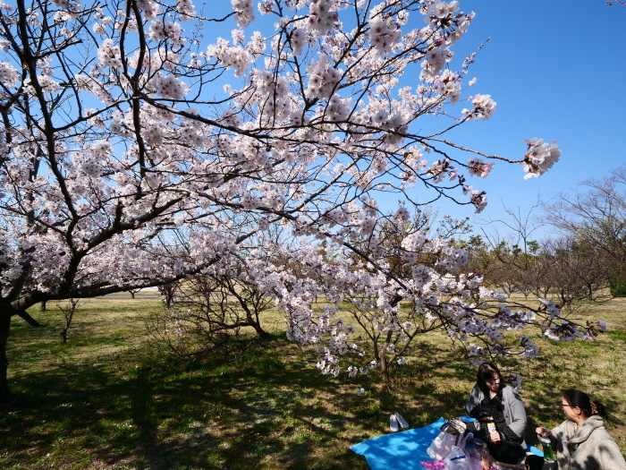 　　桜咲く河西公園　　２０１９-０４-０６　００：００ 　　_b0093754_23335470.jpg