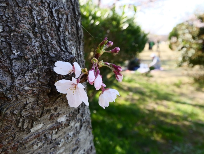 　　桜咲く河西公園　　２０１９-０４-０６　００：００ 　　_b0093754_23340563.jpg