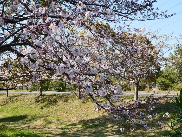 　　桜咲く河西公園　　２０１９-０４-０６　００：００ 　　_b0093754_23343465.jpg
