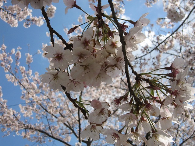 さくら　桜・・・2019.4.2_c0038755_15092515.jpg