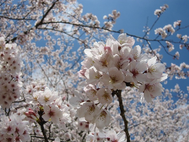 さくら　桜・・・2019.4.2_c0038755_16340010.jpg